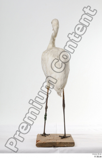 Stork  2 whole body 0007.jpg